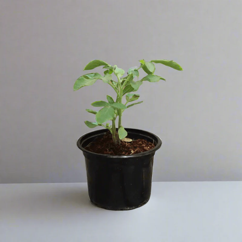 Tomato Plant | Solanum lycopersicum | Fresh Tomato | Vegetable Plant 10-15 cm Set of 5 Plants