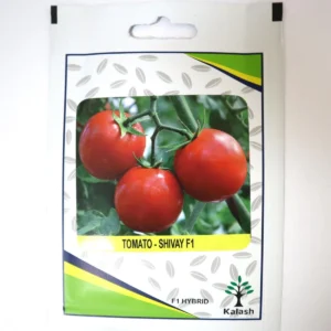 Tomato Shivay Seeds F1 Hybrid Premium Quality