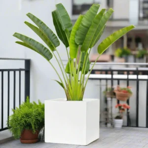 Traveler Palm 2.5-3.0m In Grp Square Pot 50x50