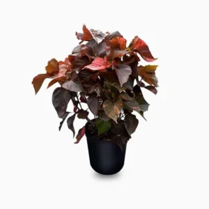 Acalypha Wilkesiana "Tri Color"