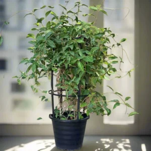 Tristellateia australasiae or Shower of Gold Climber 0.8 -1.0m overall height