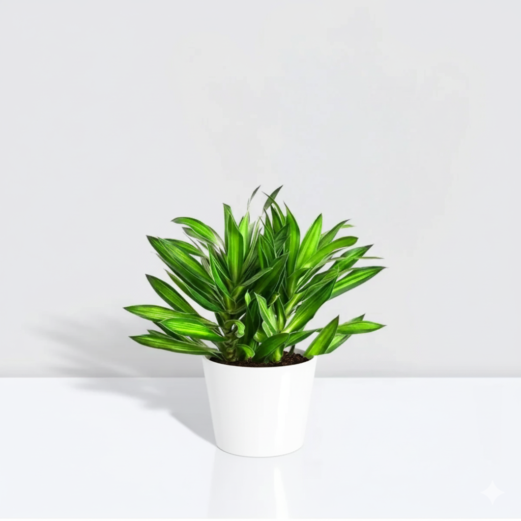 Dragon Tree - Song of Jamaica / Dracaena Genus White Ceramic Pot (Default Soil)