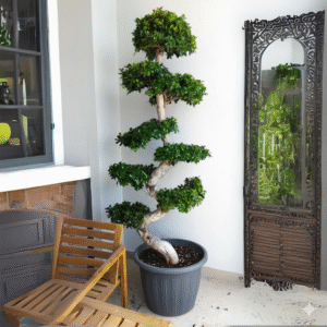 Ficus "S" Bonsai XL 1.8-2.0m Default Plastic Pot