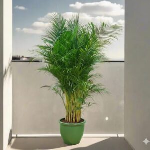 Areca palm Outdoor | Chrysalidocarpus lutescens | 2.3-2.5m overall height فراشة النخيلGreen Rolled Rim Pot