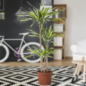 Dracaena fragrans Or Riki 140-150cm overall Default Plastic Pot (Pine Mulch)