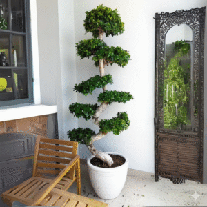 Ficus "S" Bonsai XL 1.8-2.0m White Ceramic Pot