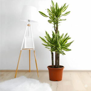 Dracaena Fragrans "Yellow Coast" 140-150cm overall Default Plastic Pot (Pine Mulch)