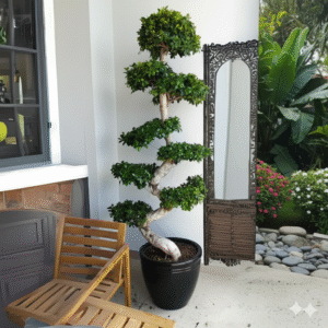 Ficus "S" Bonsai XL 1.8-2.0m Black Ceramic Pot