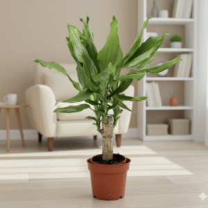 Dracaena Fragrans Green Mini | Massangeana Green Mini Default Plastic Pot
