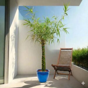 Bambusa ventricosa or Buddha's Belly Bamboo Rolled Rim Pot Blue