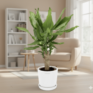Dracaena Fragrans Green Mini | Massangeana Green Mini White Cosmoplast Pot
