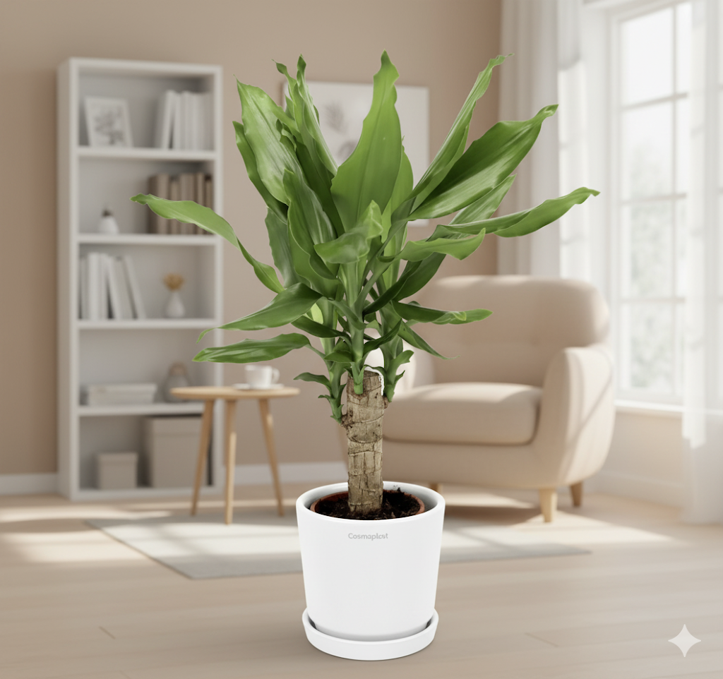 Dracaena Fragrans Green Mini | Massangeana Green Mini White Cosmoplast Pot