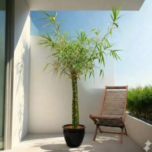 Bambusa ventricosa or Buddha's Belly Bamboo Rolled Rim Pot Black