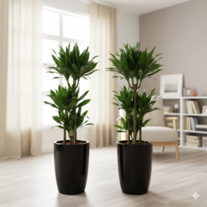 Dracaena Fragrans-Janet Craig Bundle (2xDracaena Fragrans 100-110cm) Black