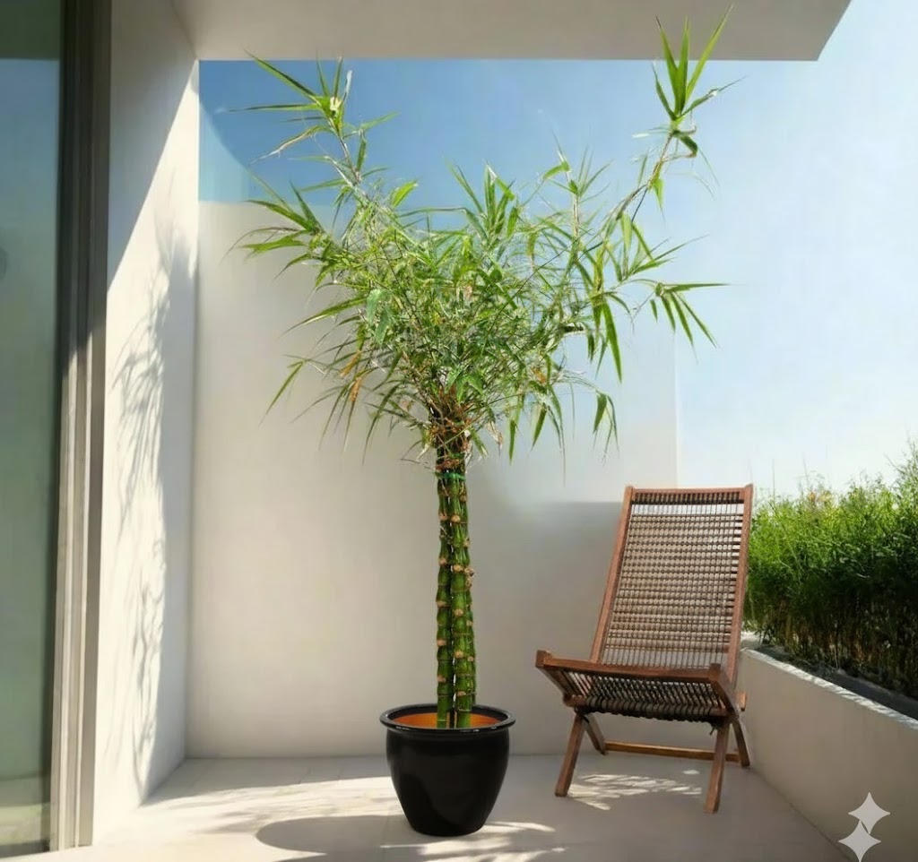 Bambusa ventricosa or Buddha's Belly Bamboo Rolled Rim Pot Black