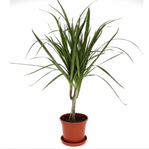 Dracaena Marginata 40-50cm White Ceramic Pot
