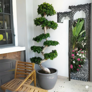 Ficus "S" Bonsai XL 1.8-2.0m Rolled Rim Grey Pot