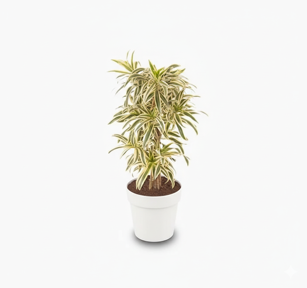 Dracaena Reflexa – Song of India 110-130cm White Ceramic Pot