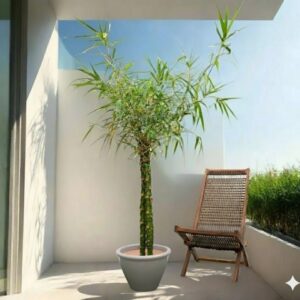 Bambusa ventricosa or Buddha's Belly Bamboo Rolled Rim Pot Gray