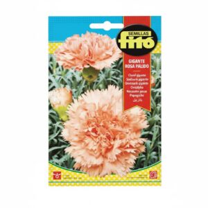 Carnation Giant Pink 800mg - Fito