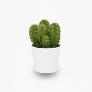 Echino Cactus White Ceramic Pot