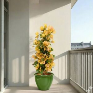 Bougainvillea Gold 1.3-1.5m overall height (Rolled Rim Pot Green)