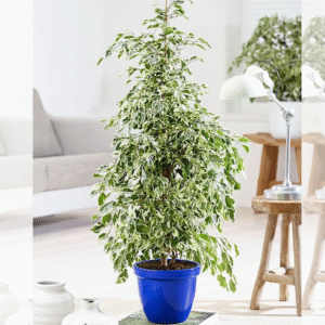 Ficus Benjamina Holland Or Twilight 80 cm to 100 cm Blue Rolled Rim Pot