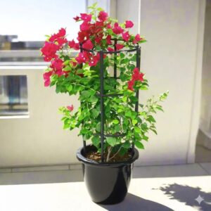 Bougainvillea Spectabilis “30 to 160cm” Dark Pink 80-100cm height (Rolled Rim Pot) Black