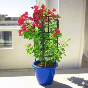Bougainvillea Spectabilis “30 to 160cm” Dark Pink 80-100cm height (Rolled Rim Pot) Blue
