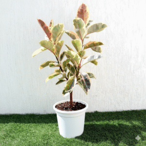Ficus Elastica Tineke | Rubber Plant Variegated 50-60cm height Plastic Nursery Pot White