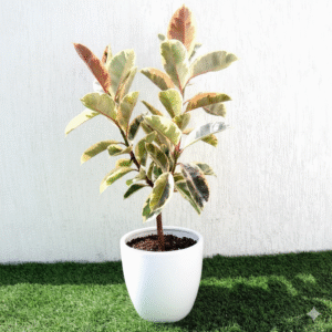 Ficus Elastica Tineke | Rubber Plant Variegated 50-60cm height Ceramic Pot White