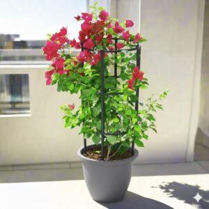 Bougainvillea Spectabilis “30 to 160cm” Dark Pink 80-100cm height (Rolled Rim Pot) Gray