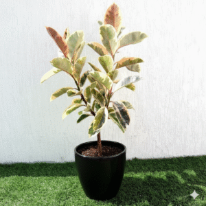 Ficus Elastica Tineke | Rubber Plant Variegated 50-60cm height Ceramic Pot Black