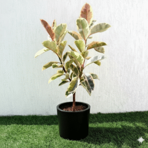 Ficus Elastica Tineke | Rubber Plant Variegated 50-60cm height Fiber Glass Pot Black