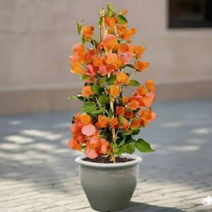 Bougainvillea Spectabilis “30 to 160cm” Orange 80-100cm height (Rolled Rim Pot) Gray
