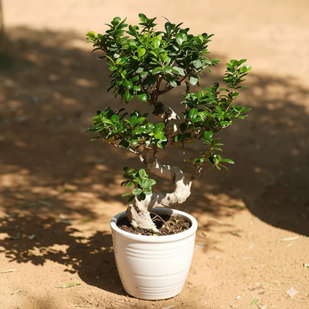Ficus "S" Bonsai 50 - 70cm White Ceramic Pot