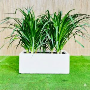 Dracaena Draco Duo, Drago or Dragon Tree in Fiber Glass pot (70x30x30) White