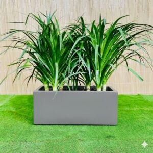 Dracaena Draco Duo, Drago or Dragon Tree in Fiber Glass pot (70x30x30) Gray