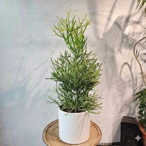 Euphorbia tirucalli or Pencil Cactus , Strong Outdoor Cactus Plant 120-150cm White Ceramic Pot