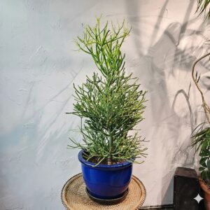 Euphorbia tirucalli or Pencil Cactus , Strong Outdoor Cactus Plant 35-45cm Blue Rolled Rim Pot