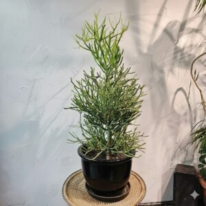 Euphorbia tirucalli or Pencil Cactus , Strong Outdoor Cactus Plant 35-45cm Black Rolled Rim Pot