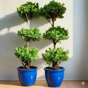 Ficus Diversifolia "Three Heads" Blue Rolled Rim Pot