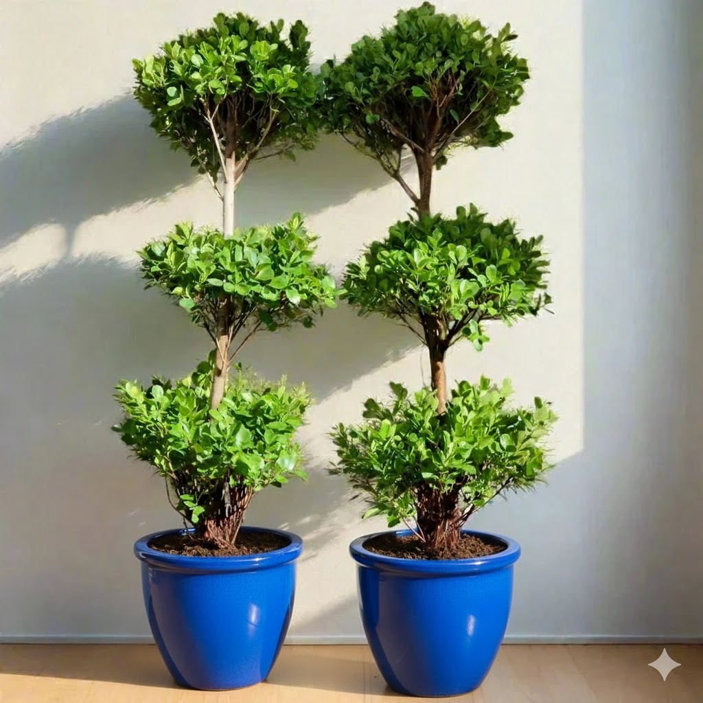 Ficus Diversifolia "Three Heads" Blue Rolled Rim Pot