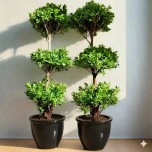 Ficus Diversifolia "Three Heads" Rolled Rim Black Pot