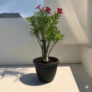 Adenium Obesum Or Desert Rose 30-40cm overall height (Black rolled Rim Pot)