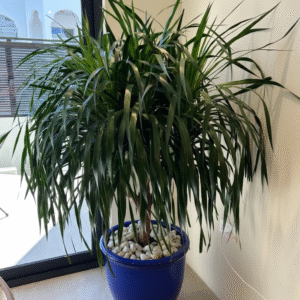 Dracaena Draco, Drago or Dragon Tree Blue Rolled Rim Pot (Default Soil)
