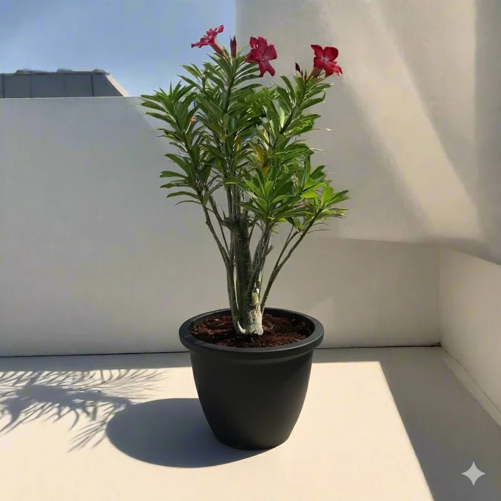 Adenium Obesum Or Desert Rose 50-60cm overall height (Black rolled Rim Pot)