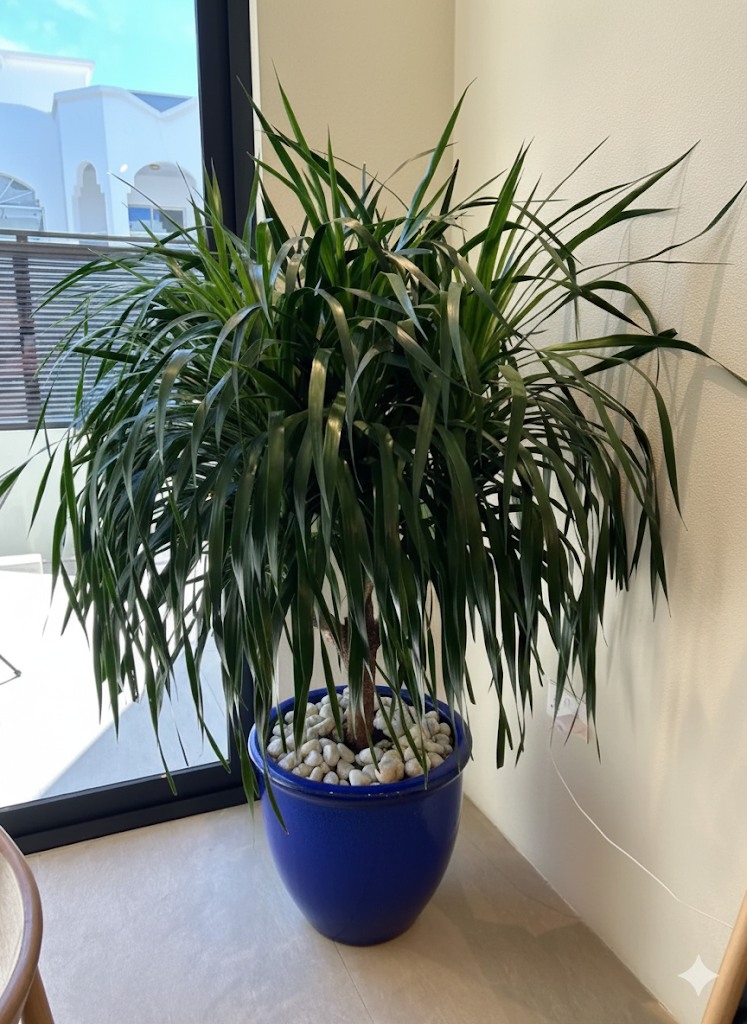 Dracaena Draco, Drago or Dragon Tree Blue Rolled Rim Pot (Default Soil)