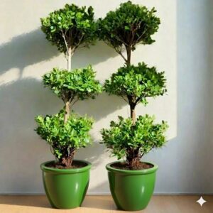 Ficus Diversifolia "Three Heads" Rolled Rim Green Pot