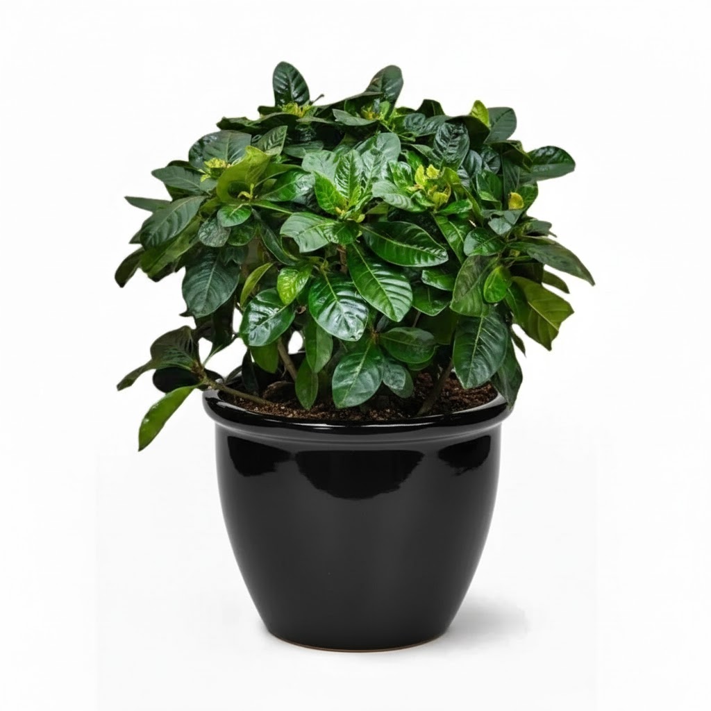 Gardenia Jasminoides "Cape Jasmine" ياسمين (Outdoor) 60-80cm overall height Rolled Rim Black pot